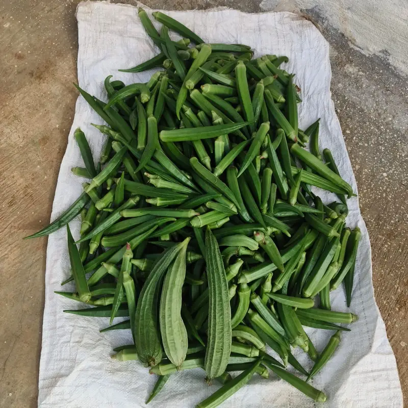 Okra picked from the farm