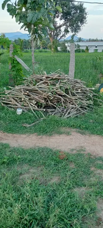 A pile of gliricidia cuttings for the fence