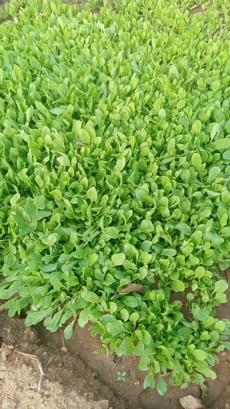 A bed of greens ready to pick