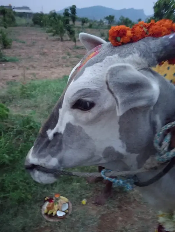 The first cow, garlanded on arrival