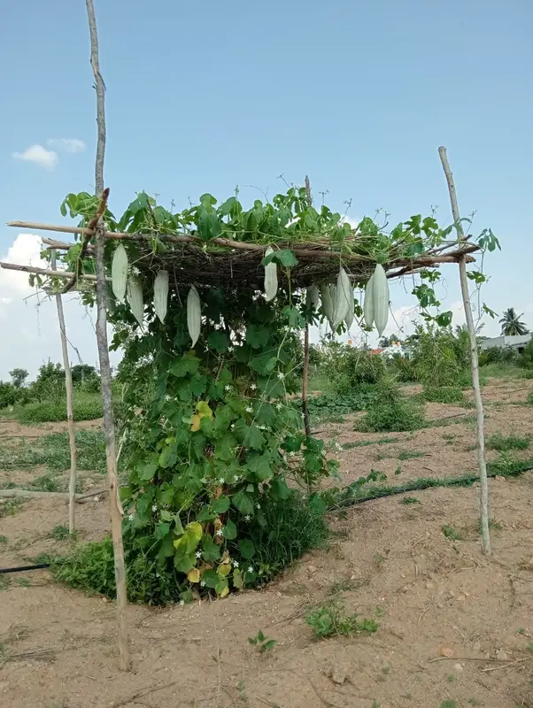 Gourds hanging from a pole frame