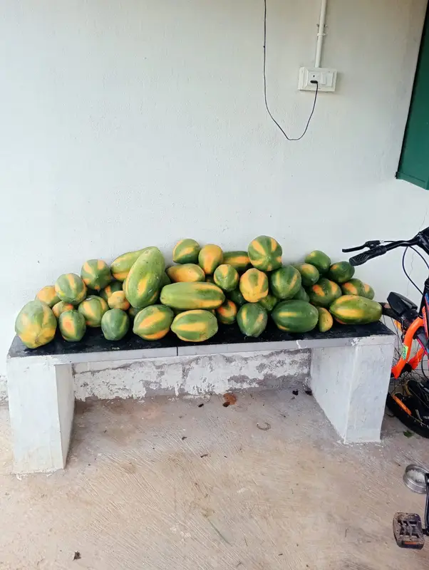 The first papaya harvest