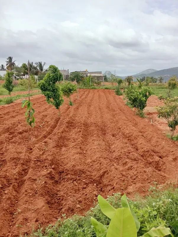 Tilled red soil between fruit trees