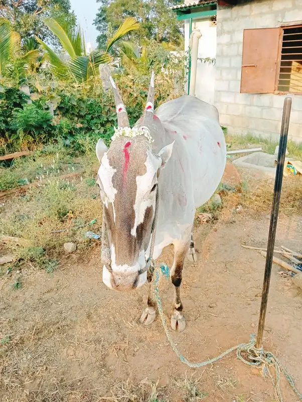 The cow decorated for the festival