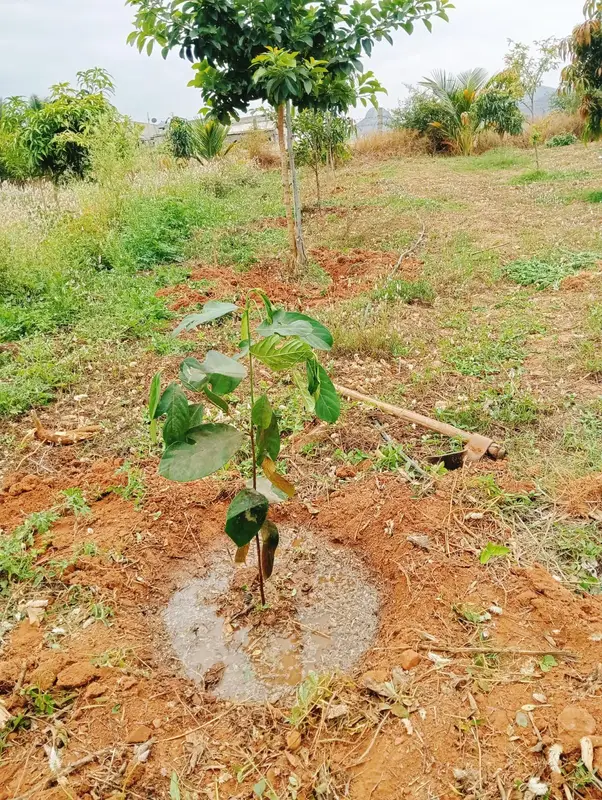 A jackfruit sapling where a lemon tree died