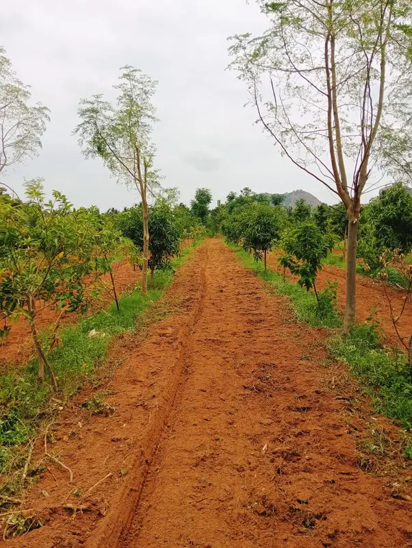 Ploughed rows between the fruit trees