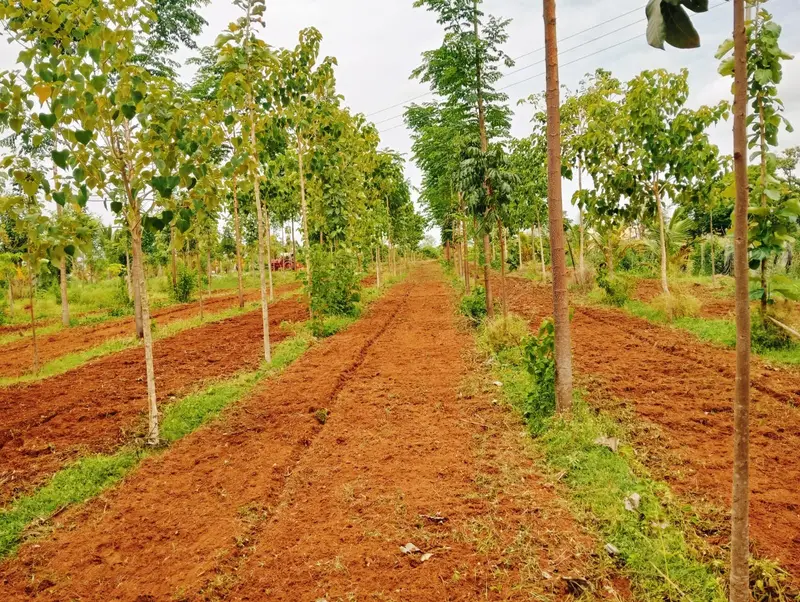 Ploughed rows between the timber trees